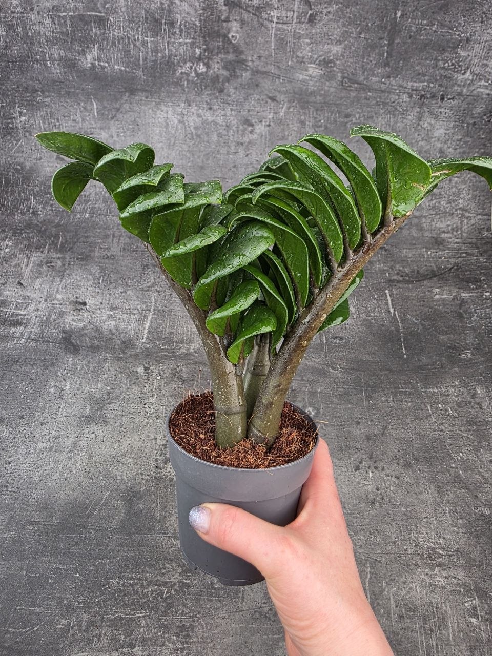 Zamioculcas Zamiifolia Zenzi 11 cm