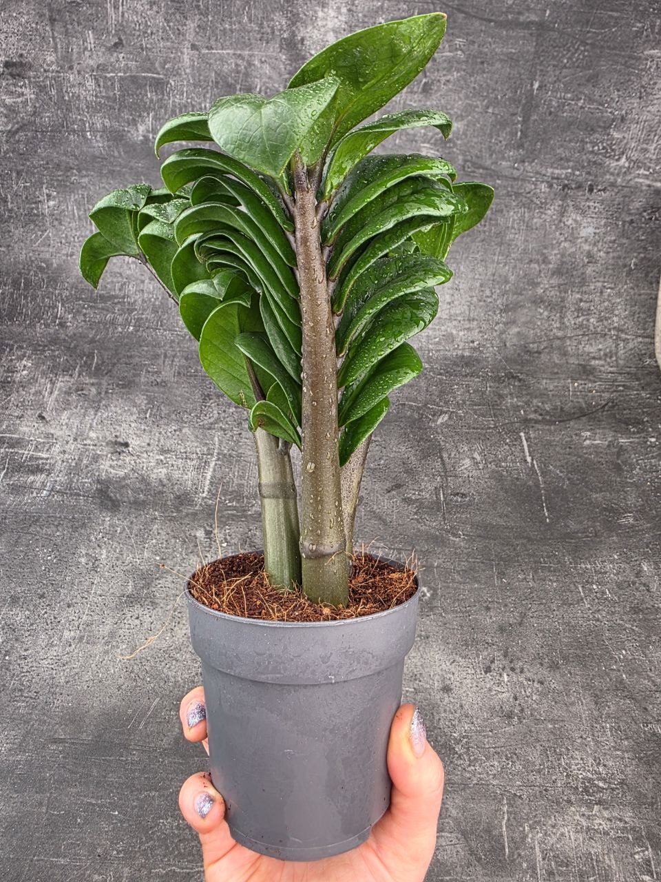 Zamioculcas Zamiifolia Zenzi 11 cm