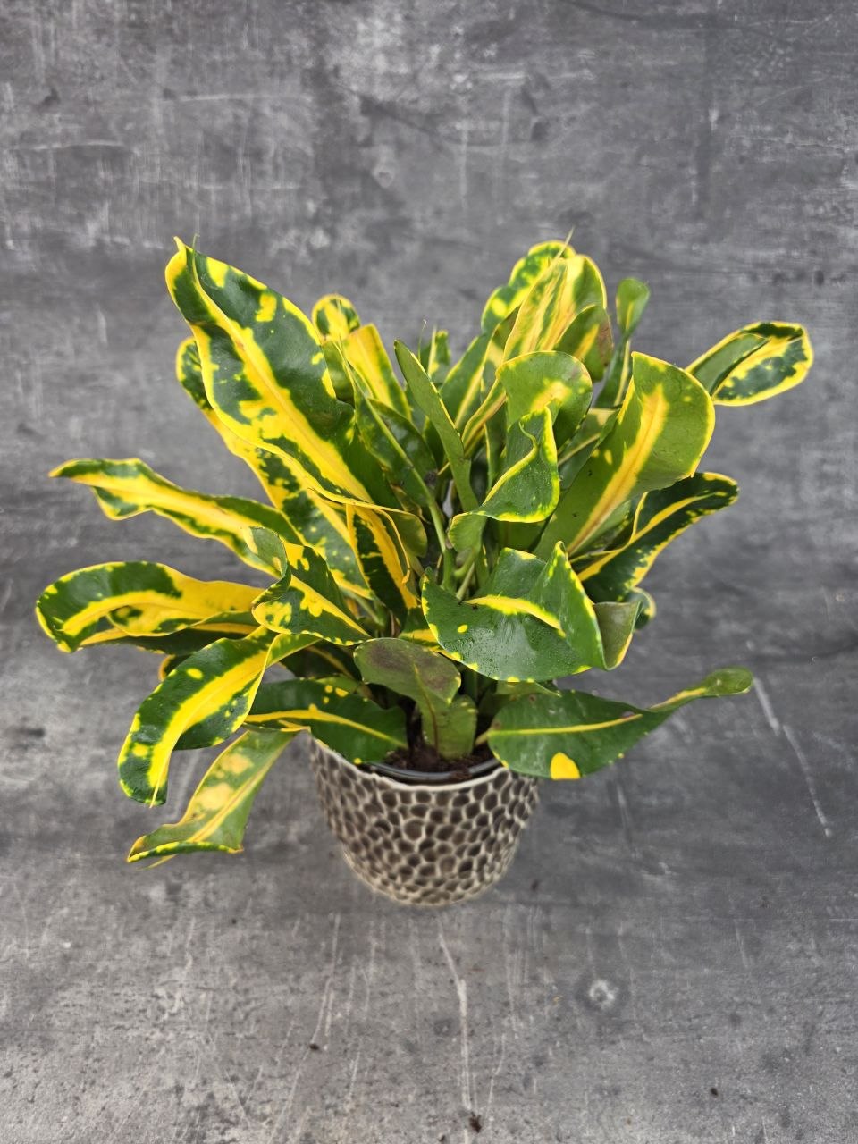 Codiaeum Variegatum Sunny Star