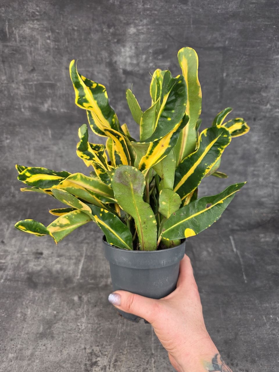 Codiaeum Variegatum Sunny Star