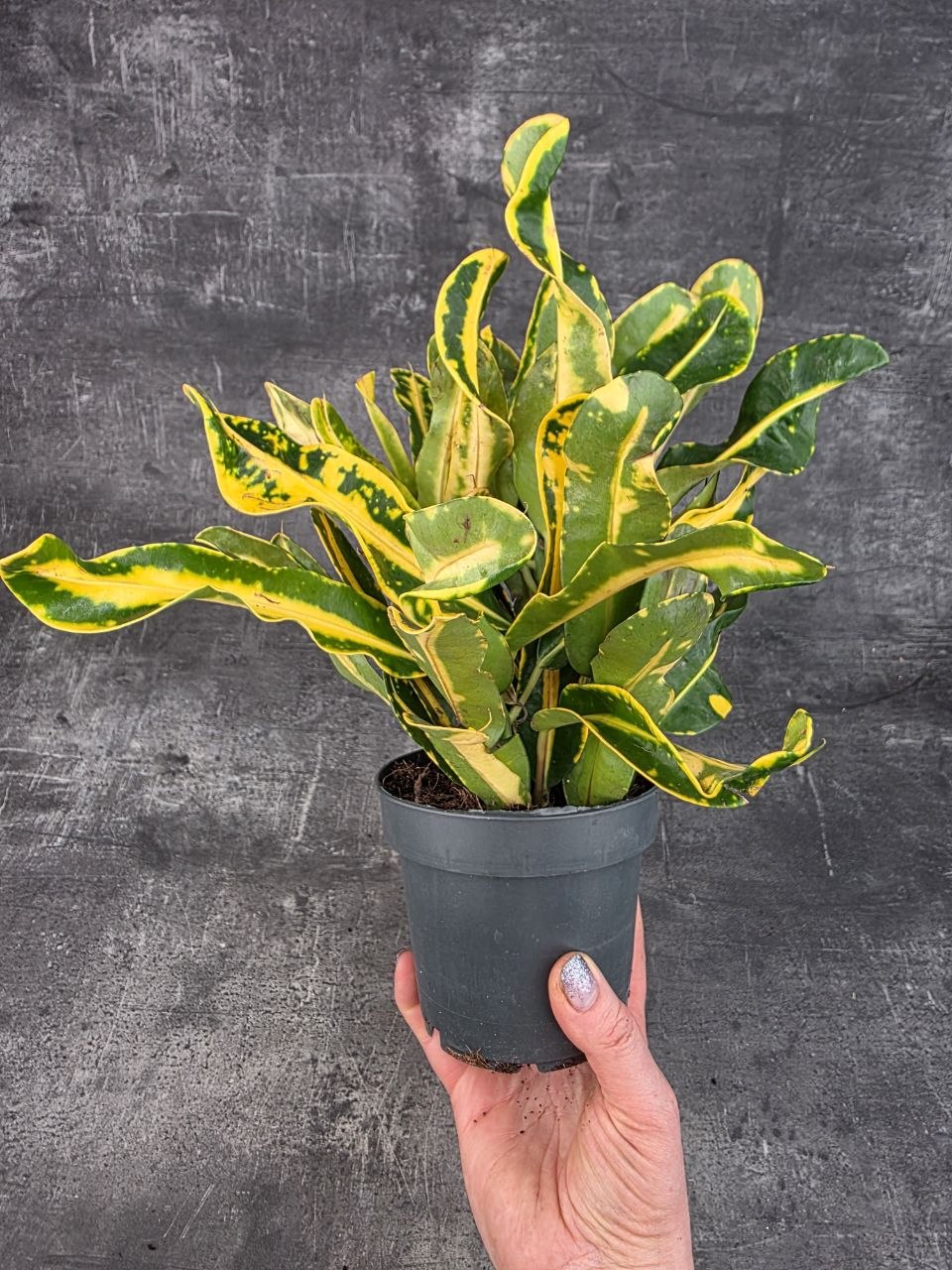Codiaeum Variegatum Sunny Star