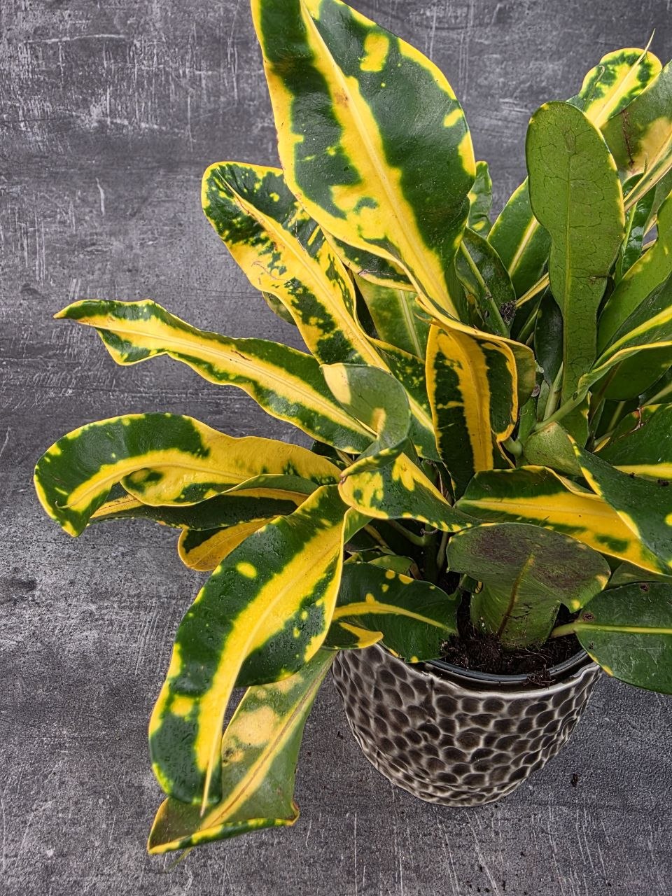 Codiaeum Variegatum Sunny Star