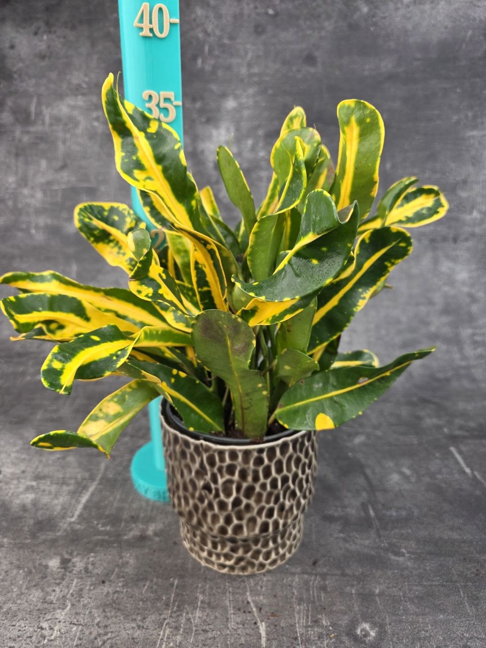 Codiaeum Variegatum Sunny Star