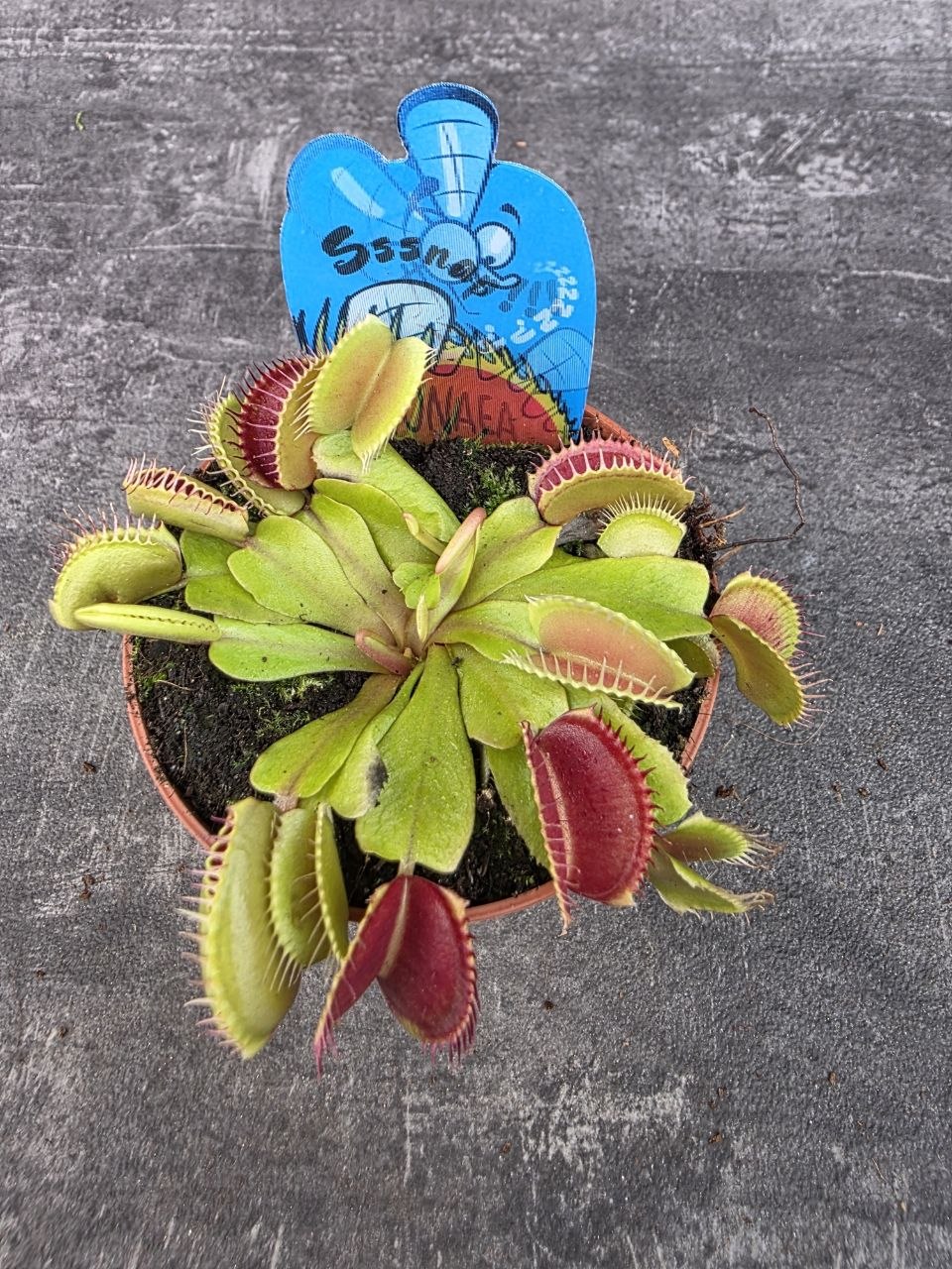 Masožravka Dionaea Muscipula 8,5 cm