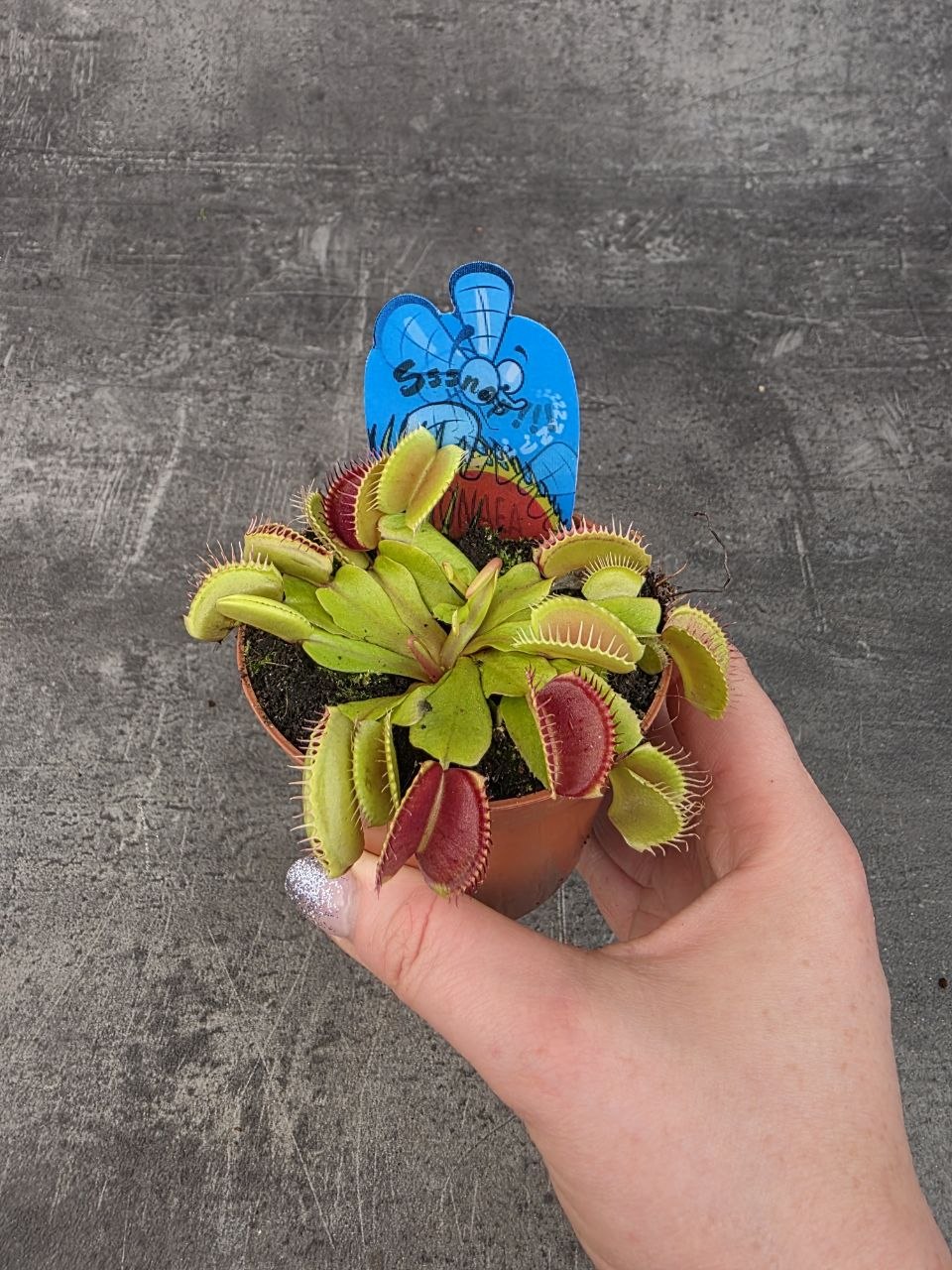 Masožravka Dionaea Muscipula 8,5 cm
