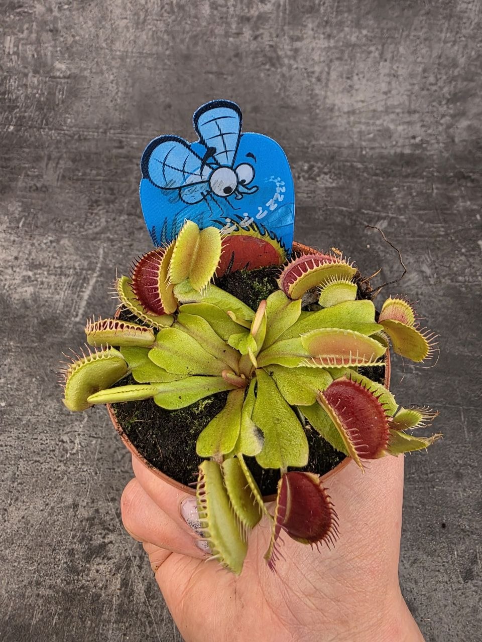 Masožravka Dionaea Muscipula 8,5 cm