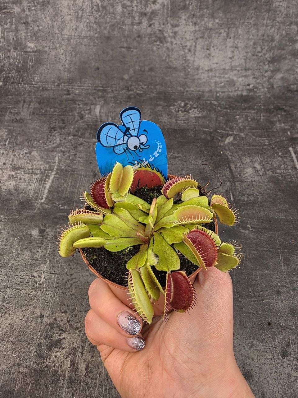 Masožravka Dionaea Muscipula 8,5 cm