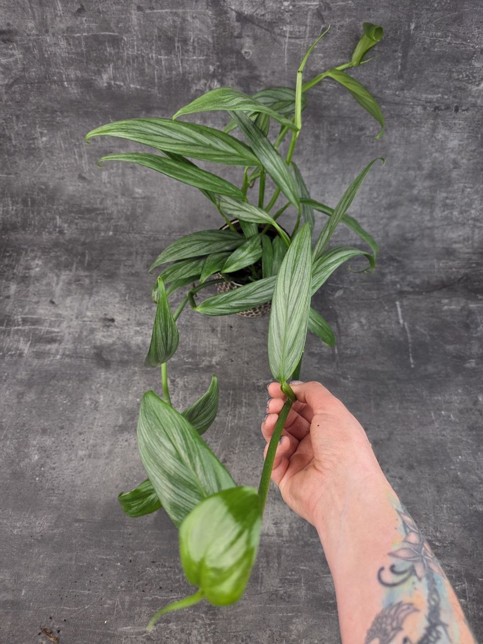 Epipremnum Silver Stripe