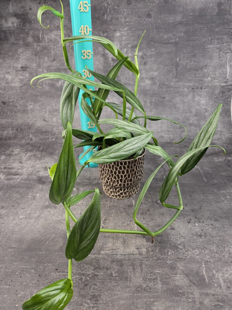 Epipremnum Silver Stripe