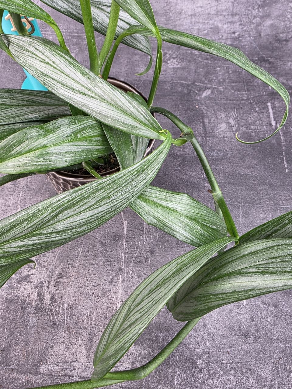 Epipremnum Silver Stripe