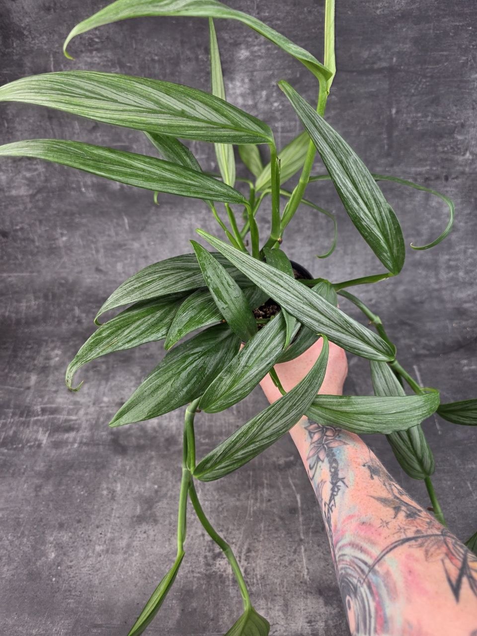 Epipremnum Silver Stripe