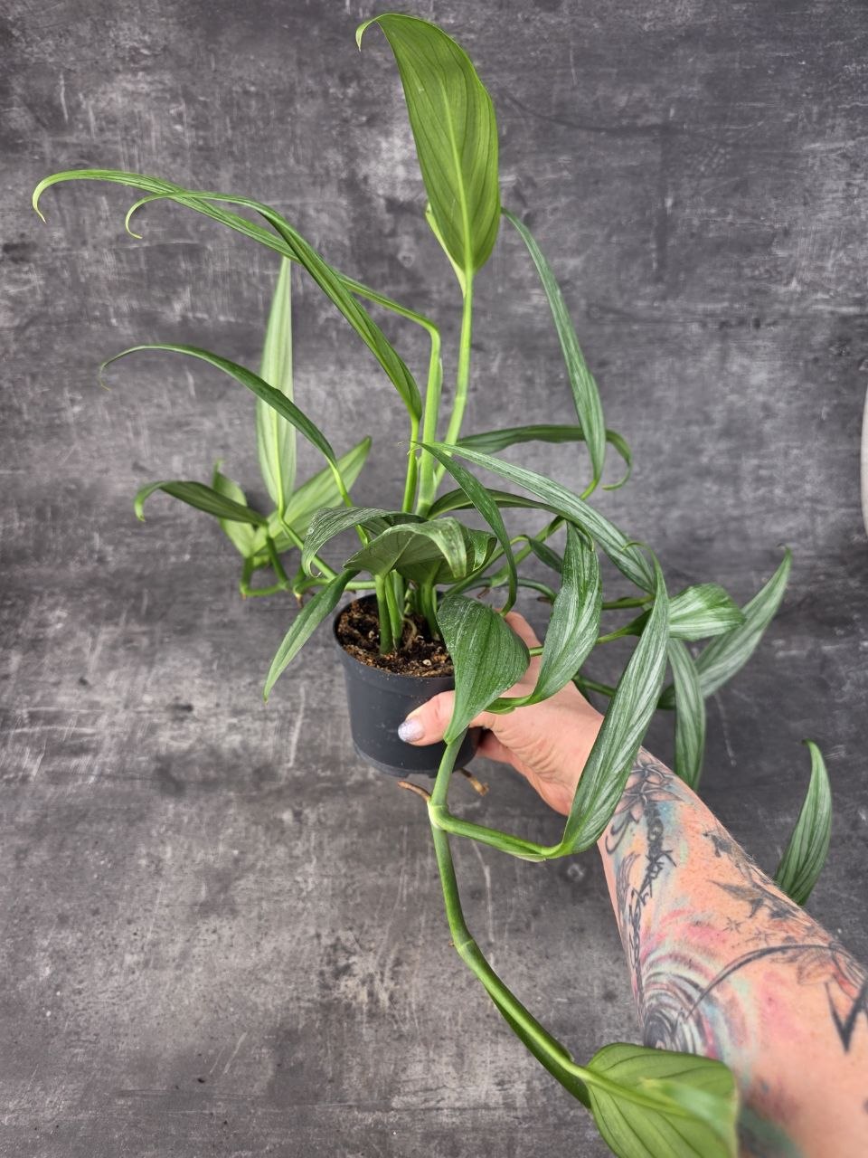 Epipremnum Silver Stripe