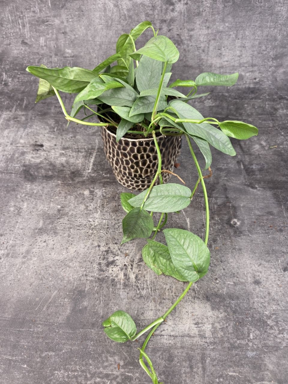 Epipremnum Cebu Blue