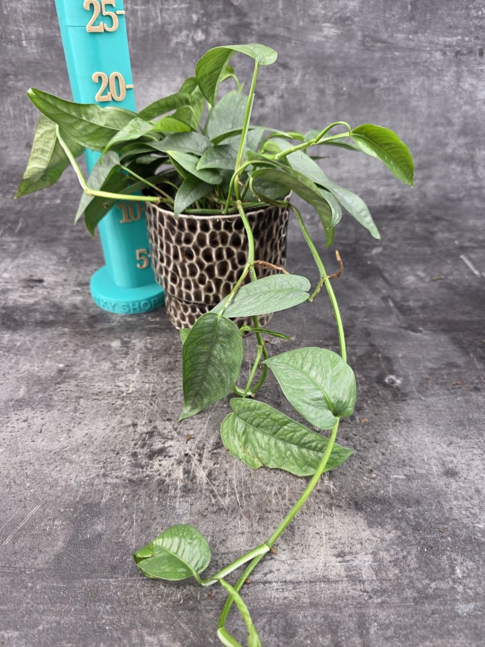 Epipremnum Cebu Blue