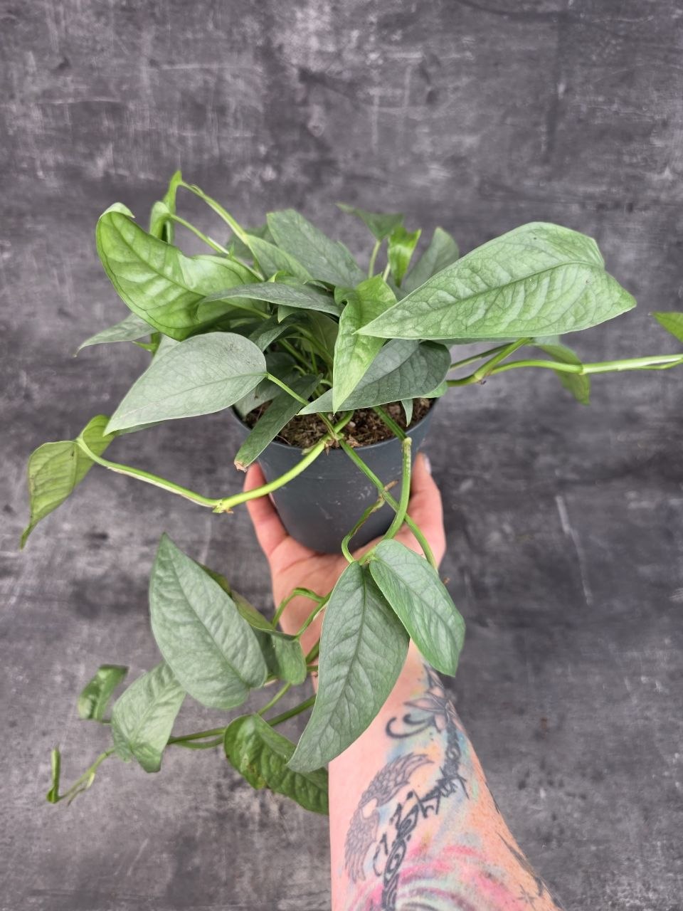 Epipremnum Cebu Blue