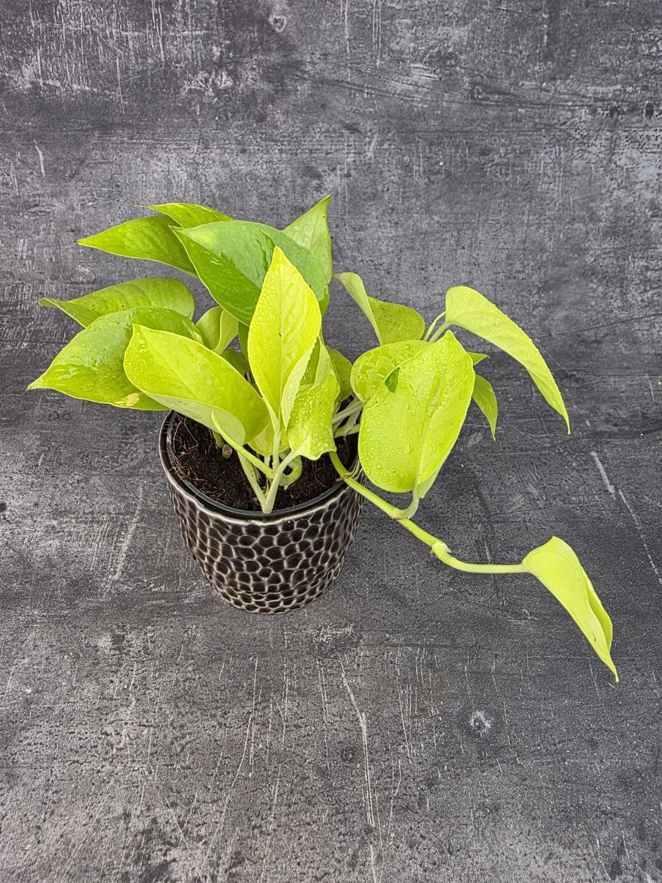 Epipremnum Pinnatum Golden Pothos 12 cm