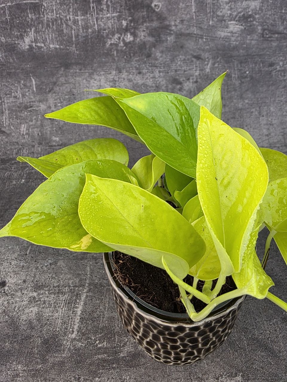 Epipremnum Pinnatum Golden Pothos 12 cm