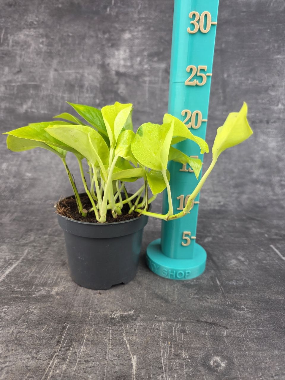 Epipremnum Pinnatum Golden Pothos 12 cm
