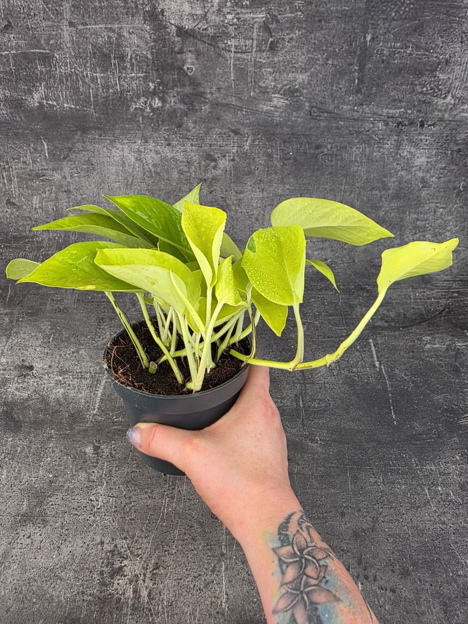 Epipremnum Pinnatum Golden Pothos 12 cm