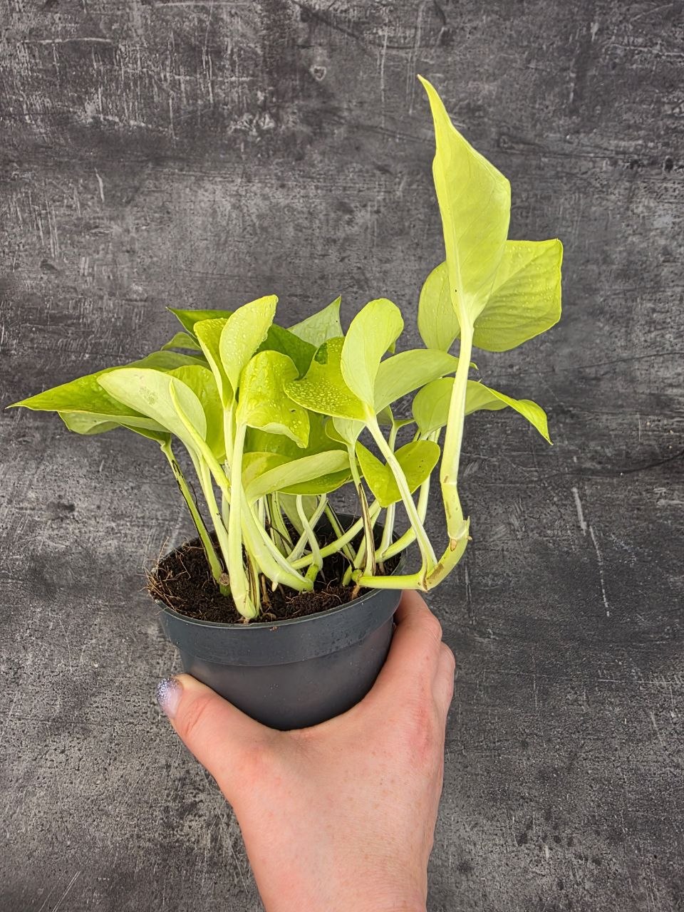 Epipremnum Pinnatum Golden Pothos 12 cm