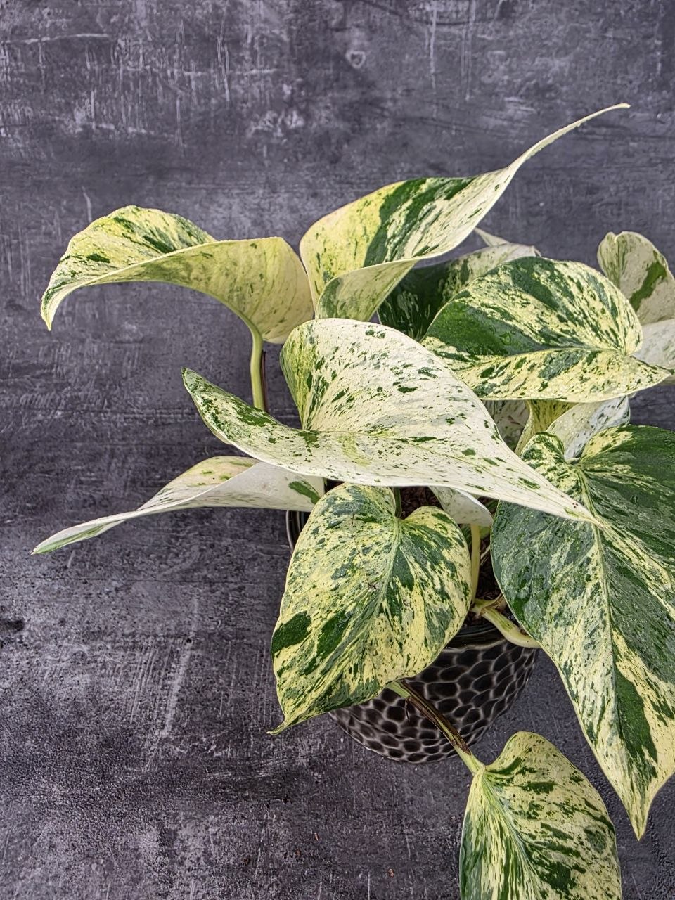 Epipremnum Snow Leopard