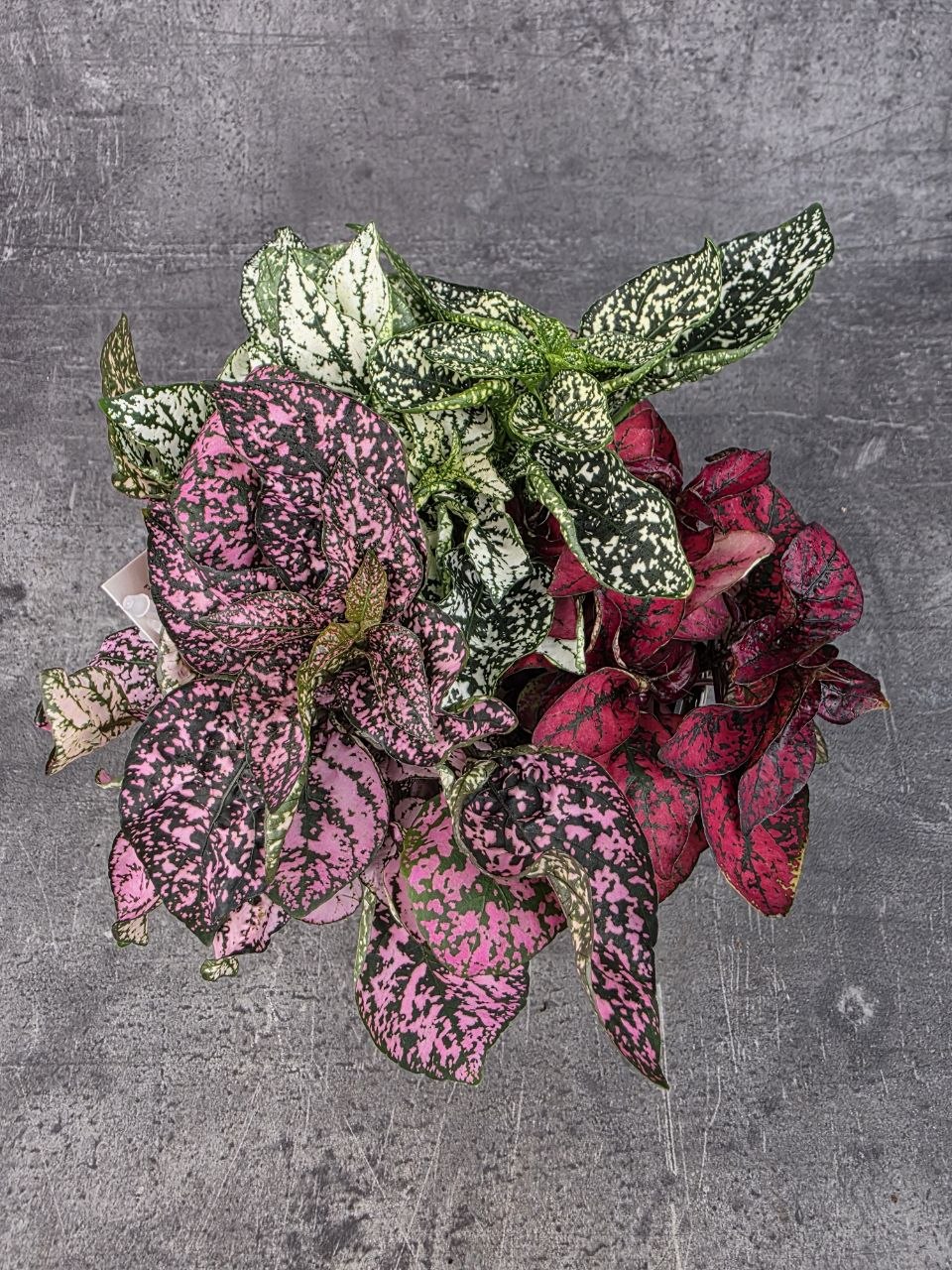 Hypoestes phyll Carnaval Carnival 12 cm
