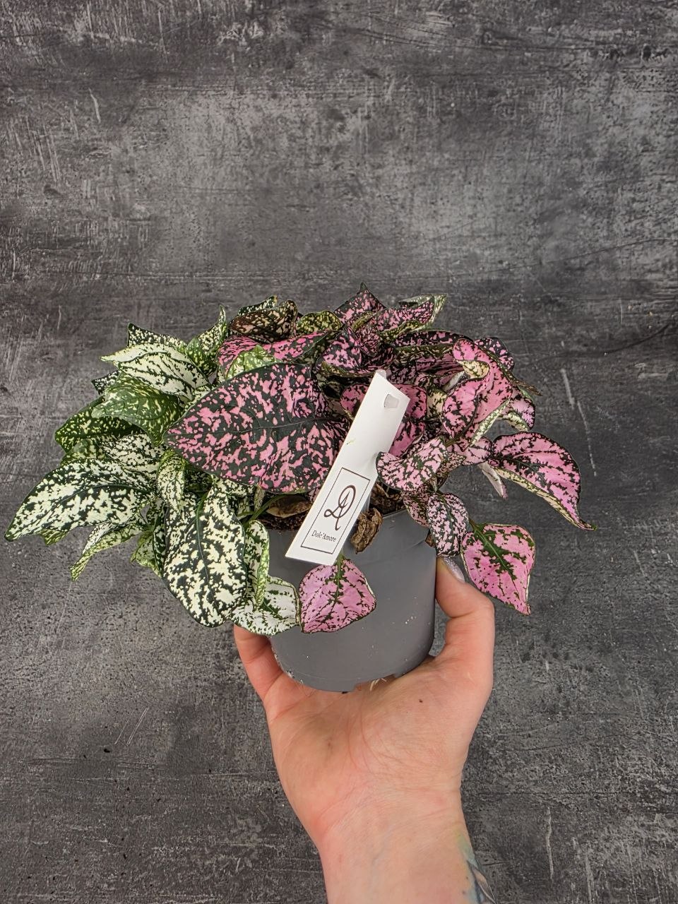 Hypoestes phyll Carnaval Carnival 12 cm