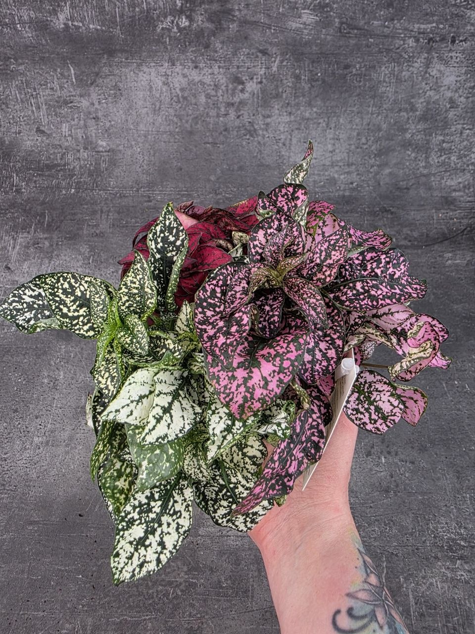 Hypoestes phyll Carnaval Carnival 12 cm