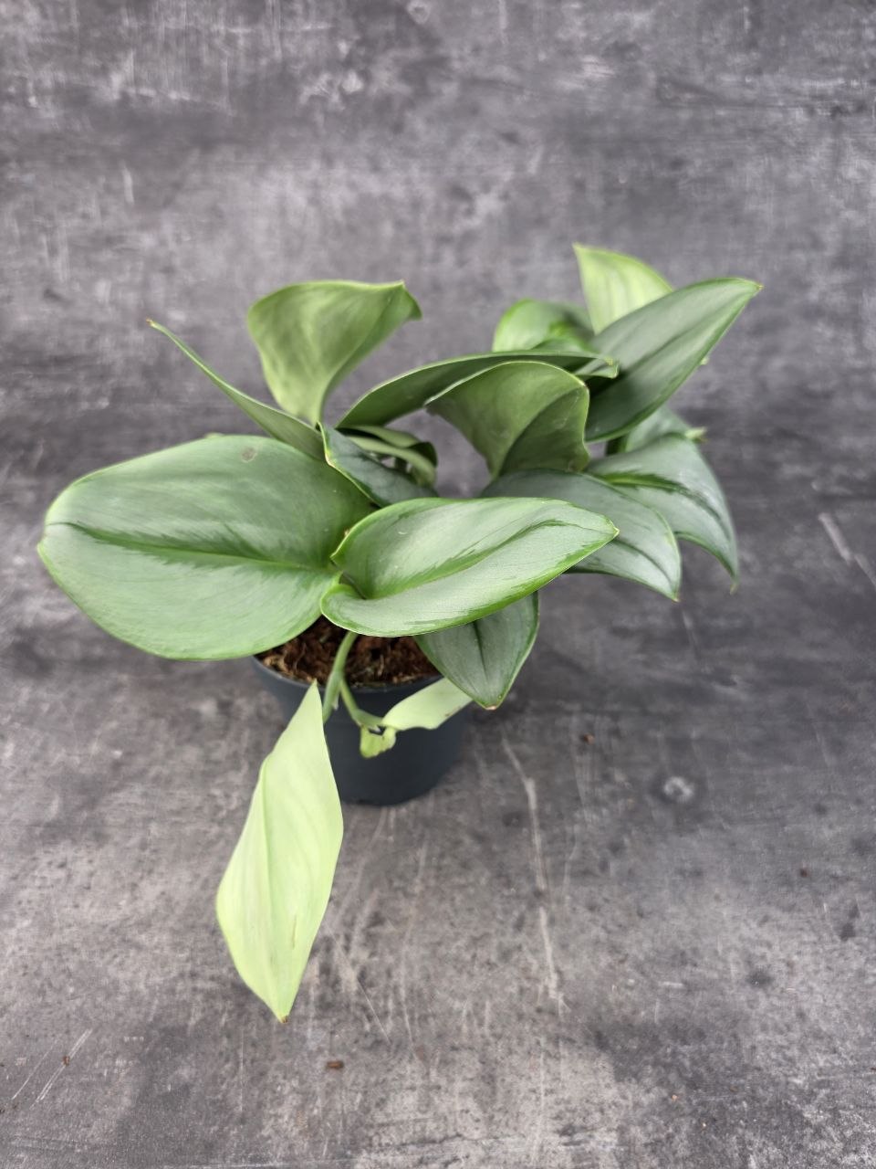 Scindapsus Moonlight