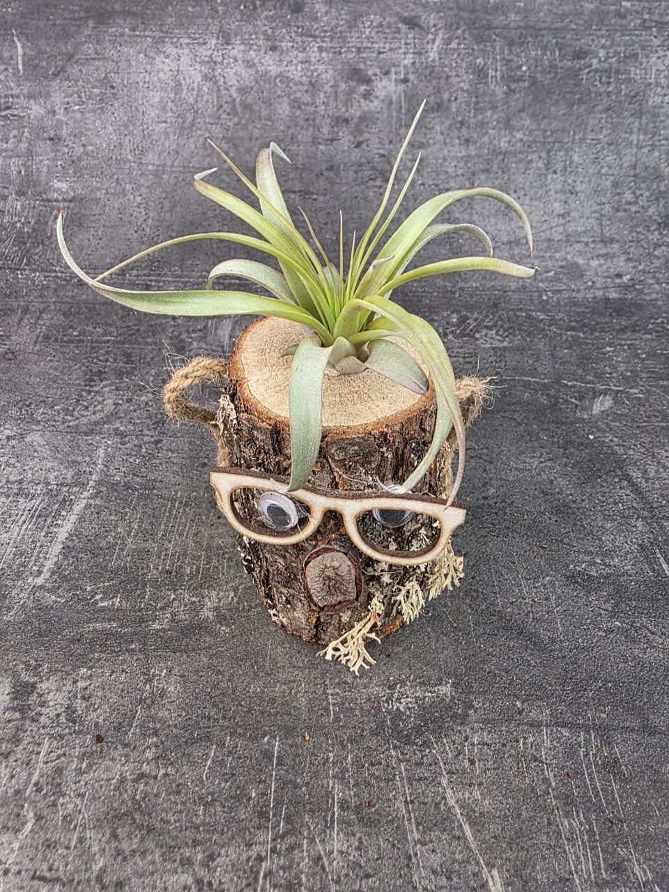 Tillandsia v pařezu, nenáročná dekorace