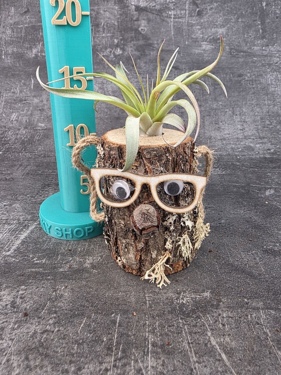 Tillandsia v pařezu, nenáročná dekorace