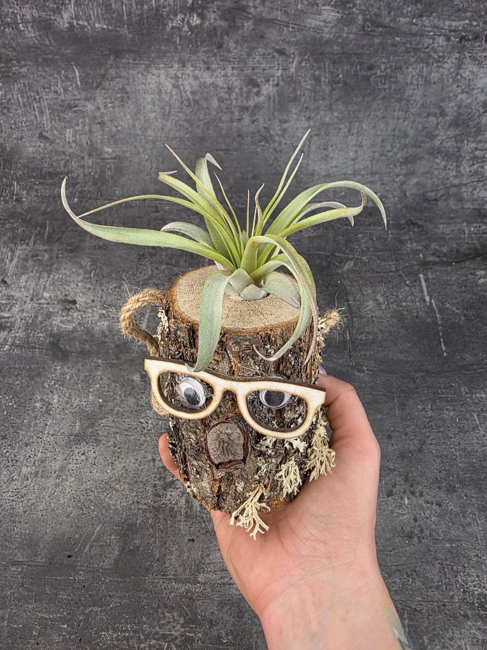 Tillandsia v pařezu, nenáročná dekorace