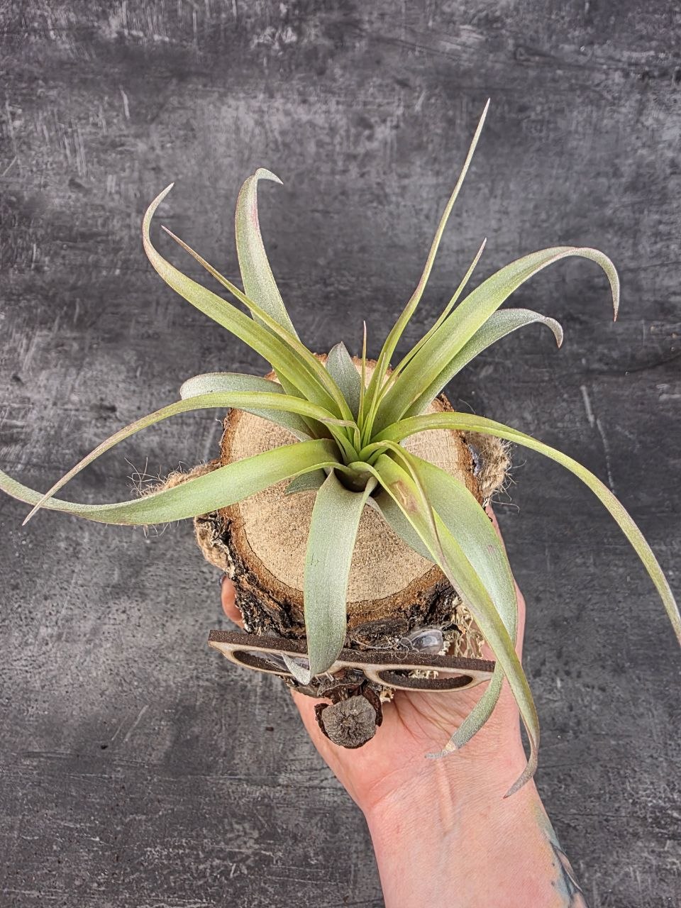 Tillandsia v pařezu, nenáročná dekorace