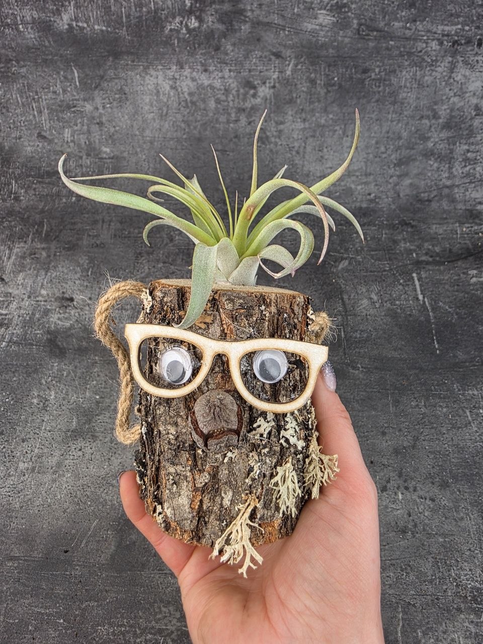 Tillandsia v pařezu, nenáročná dekorace
