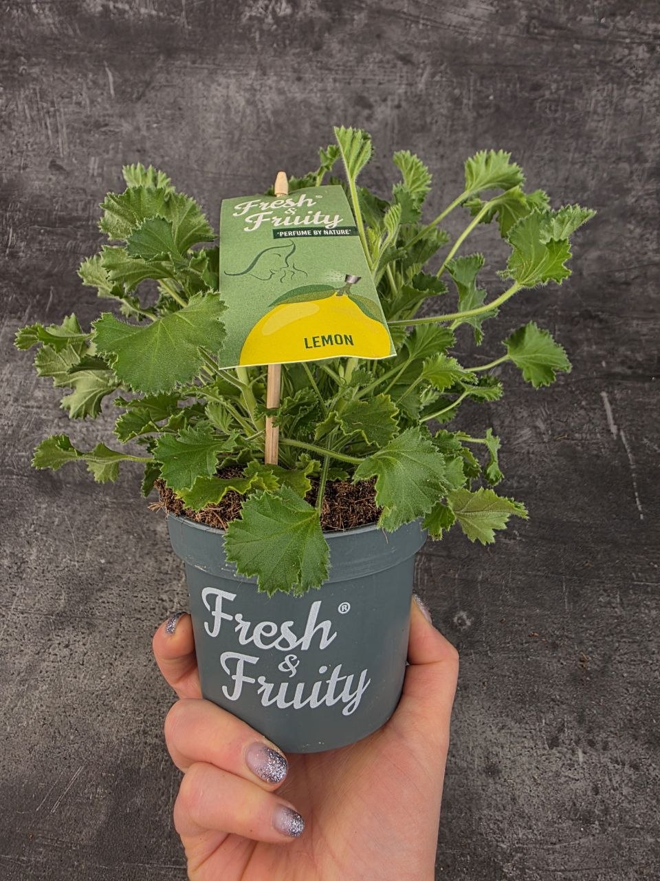 Pelargonium graveolens citron klasické listy