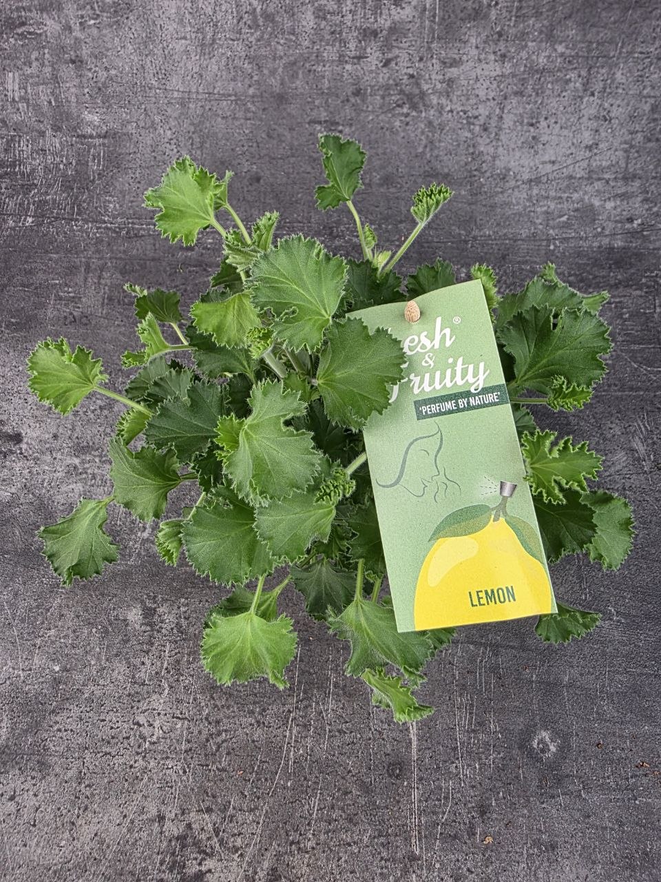 Pelargonium graveolens citron klasické listy