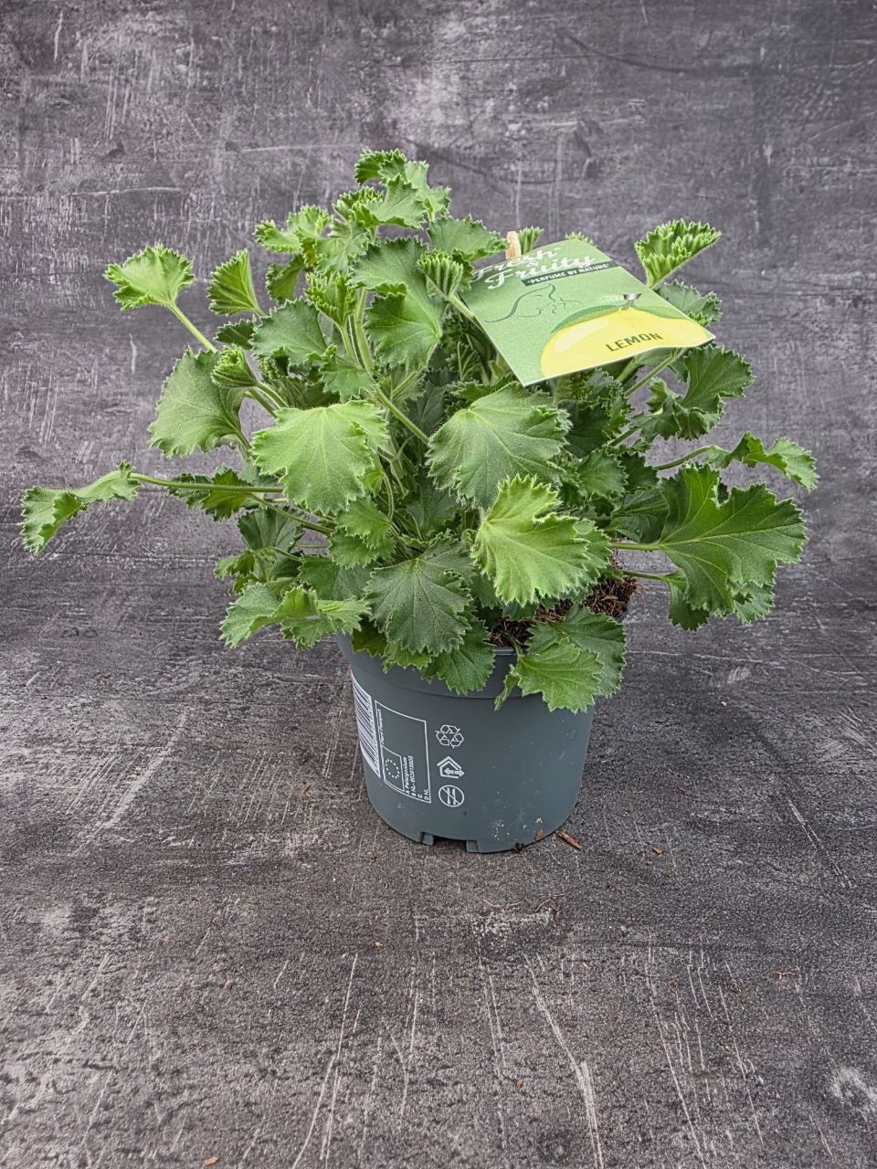 Pelargonium graveolens citron klasické listy