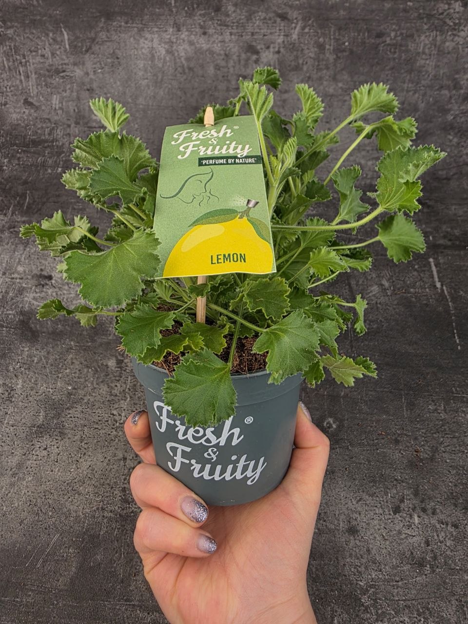 Pelargonium graveolens citron klasické listy