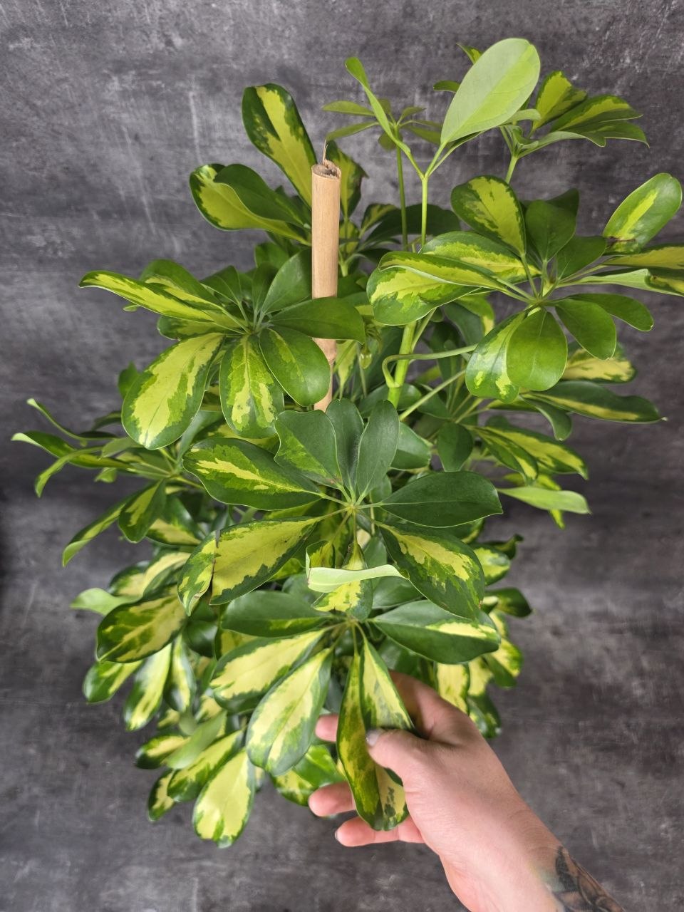 Schefflera Dalton XL