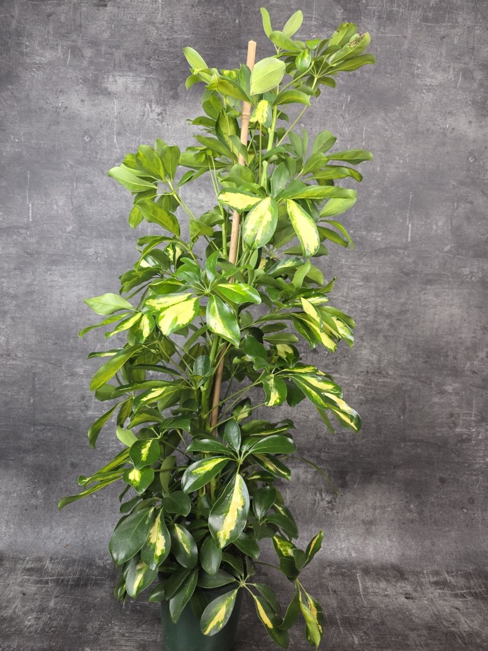 Schefflera Dalton XL