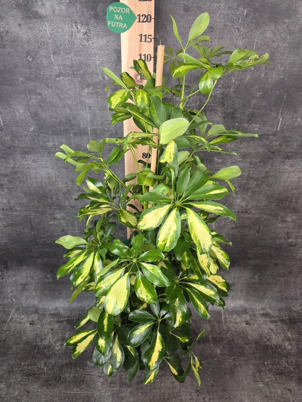 Schefflera Dalton XL