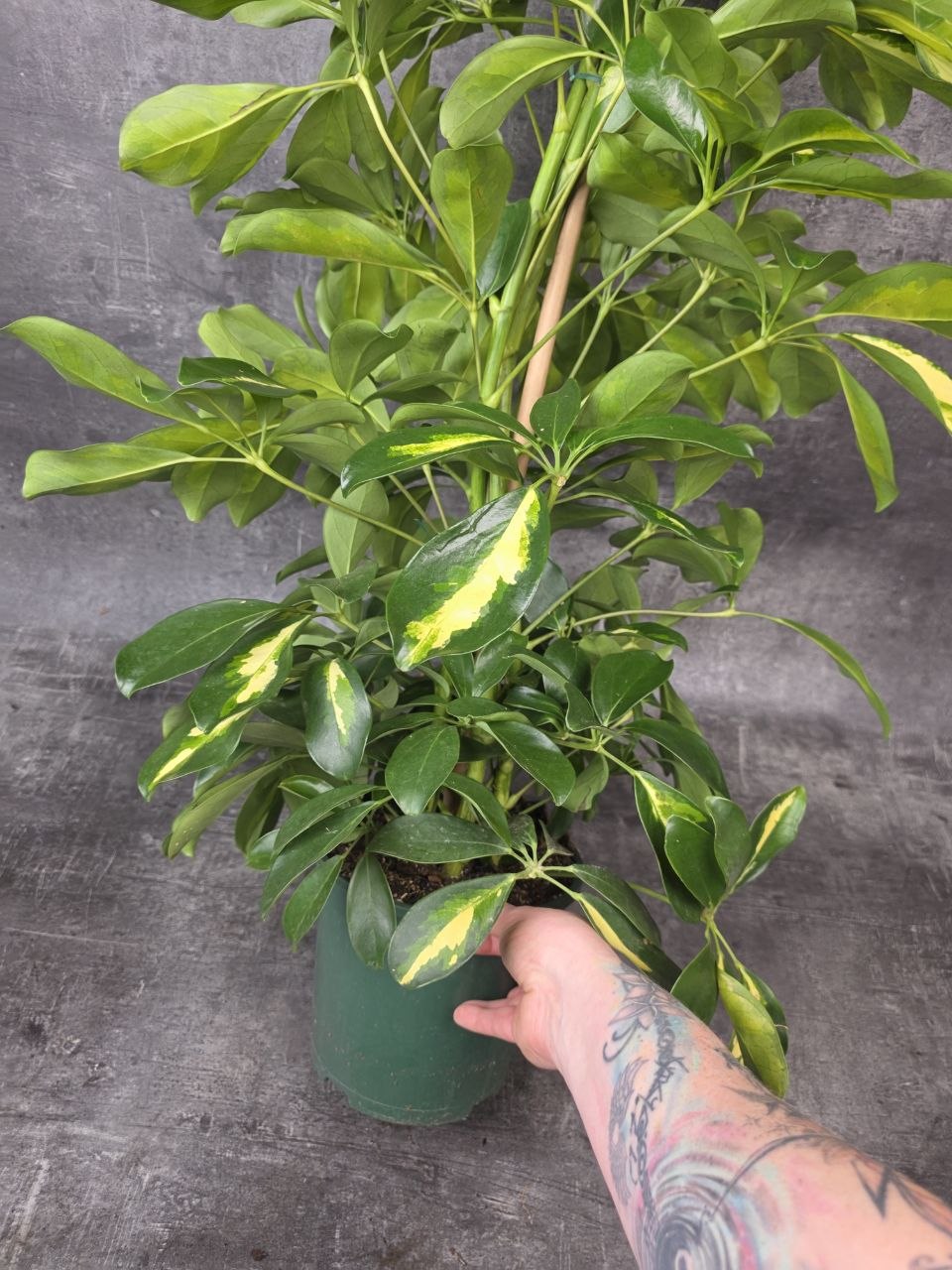 Schefflera Dalton XL