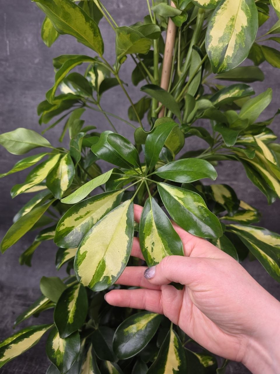 Schefflera Dalton XL