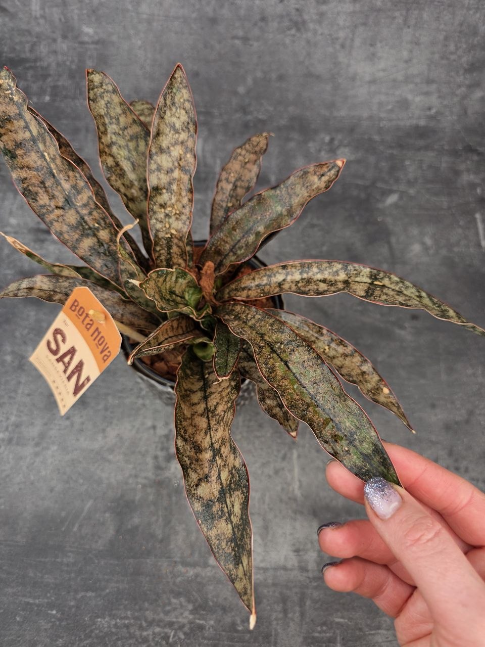 Sansevieria Coppertone 