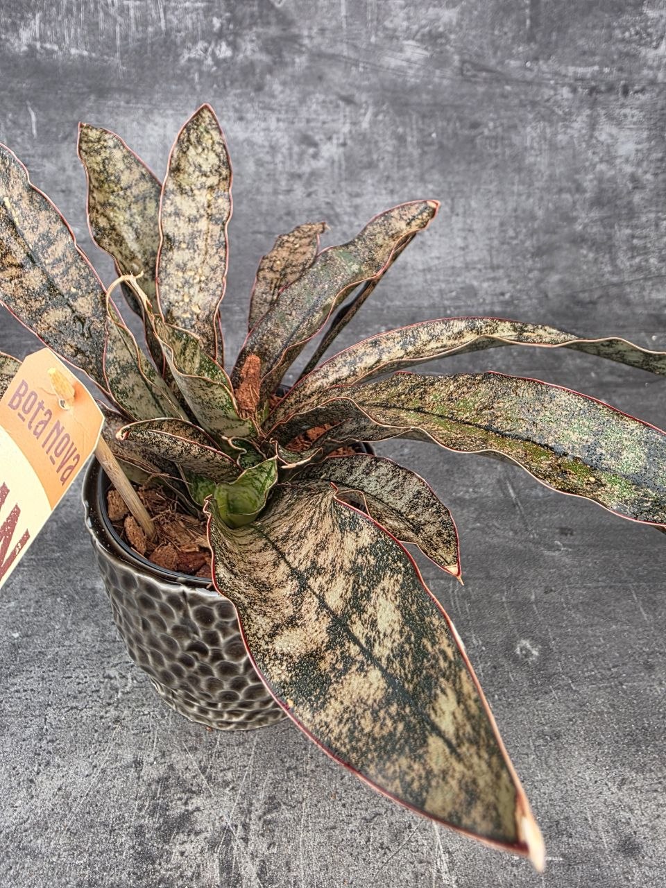 Sansevieria Coppertone 