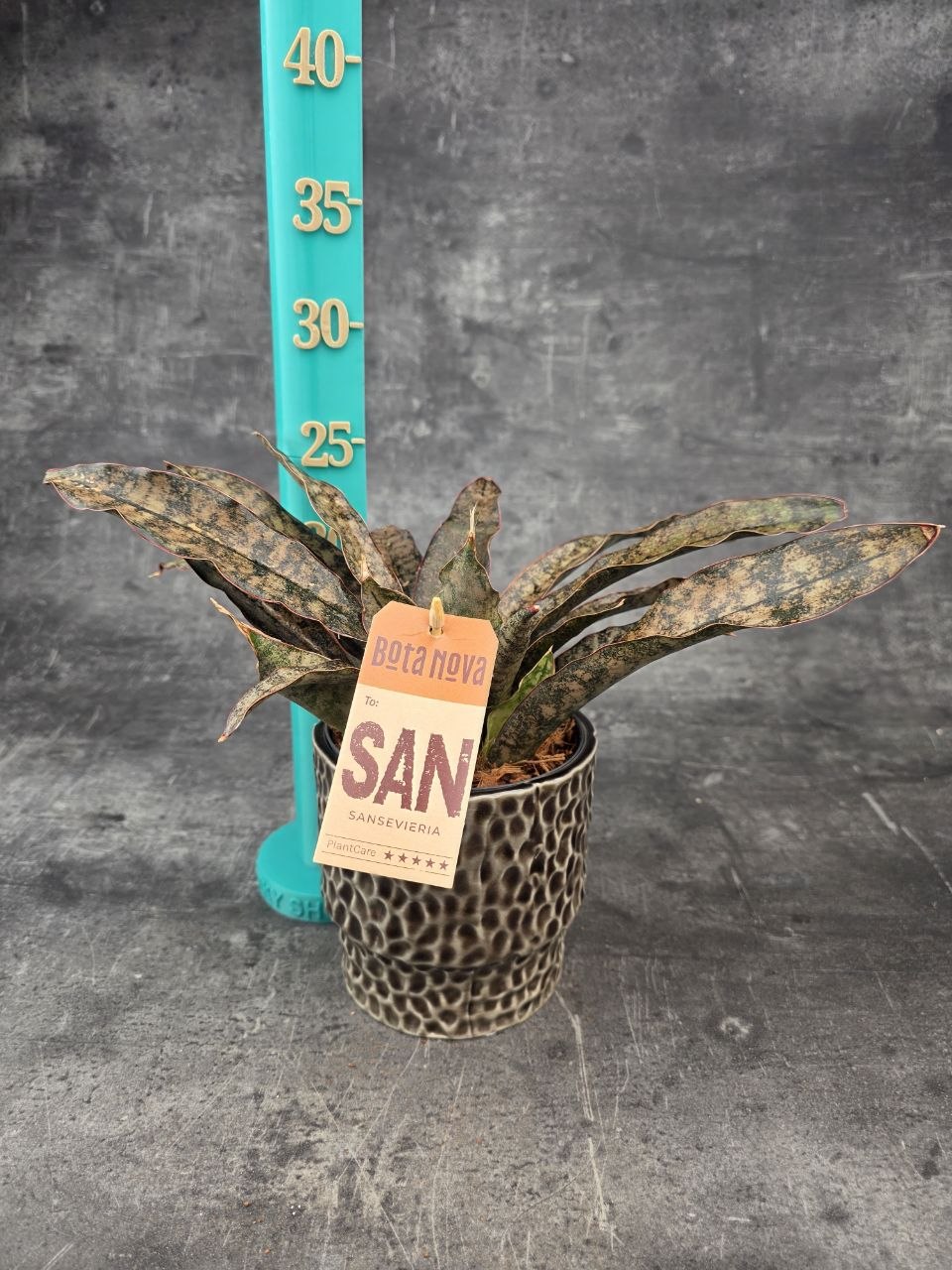 Sansevieria Coppertone 