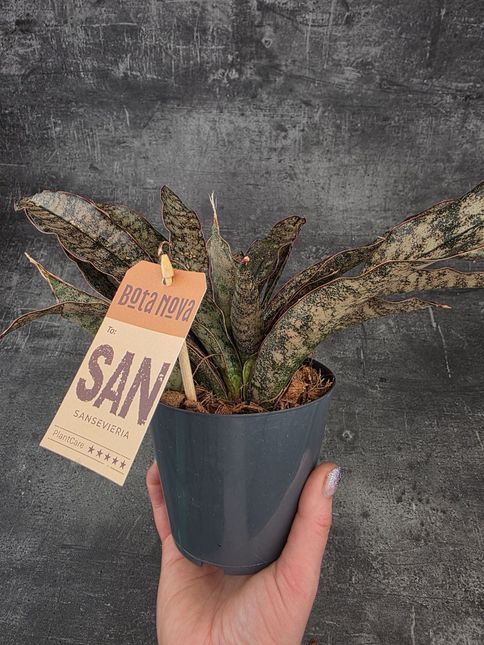 Sansevieria Coppertone 