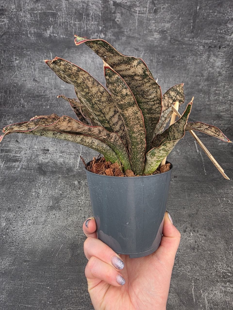 Sansevieria Coppertone 