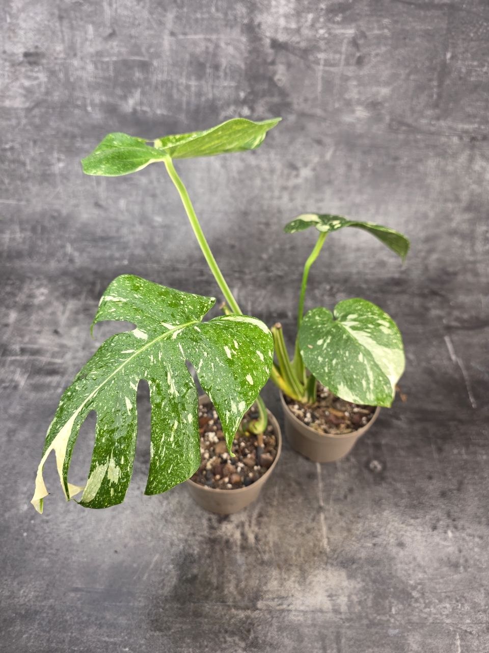 PORODNICE Monstera Thai