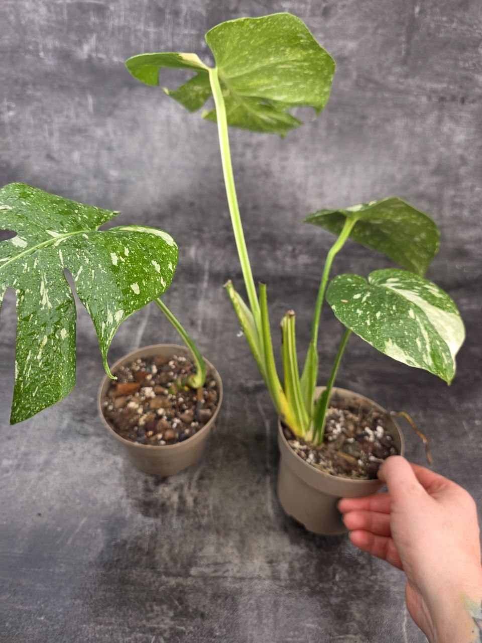 PORODNICE Monstera Thai